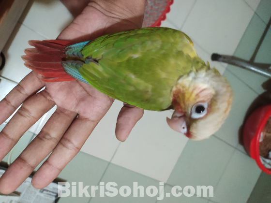 Conure - কনুর